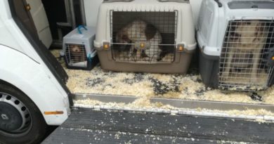 Bloccato in A1 un trasporto abusivo di cani dalla Polizia di Stato