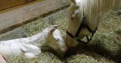 La cavallina Via Lattea nata in Umbria ha messo al mondo un puledro bianco