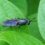 Economia circolare, in Umbria il primo allevamento italiano di larve di mosca soldato
