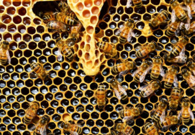 Apicoltura, via al bando da quasi mezzo milione di euro Apicoltura, via al bando da quasi mezzo milione di euro